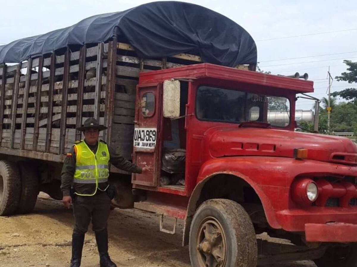 Policía incautó 18 semovientes bovinos en la vía que comunica Cartagena con Barranquilla