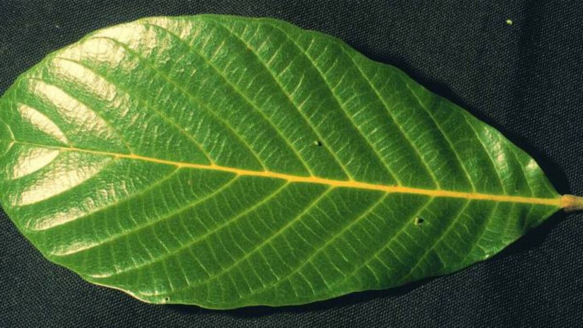 Una hoja de árbol es un instrumento musical