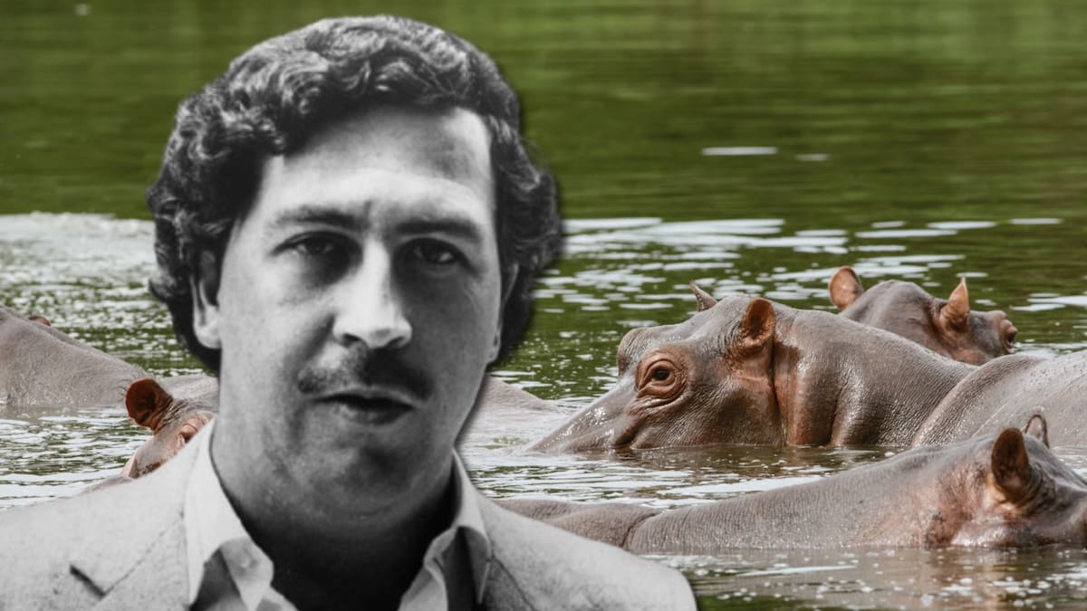 La historia no contada de los hipopótamos de Pablo Escobar