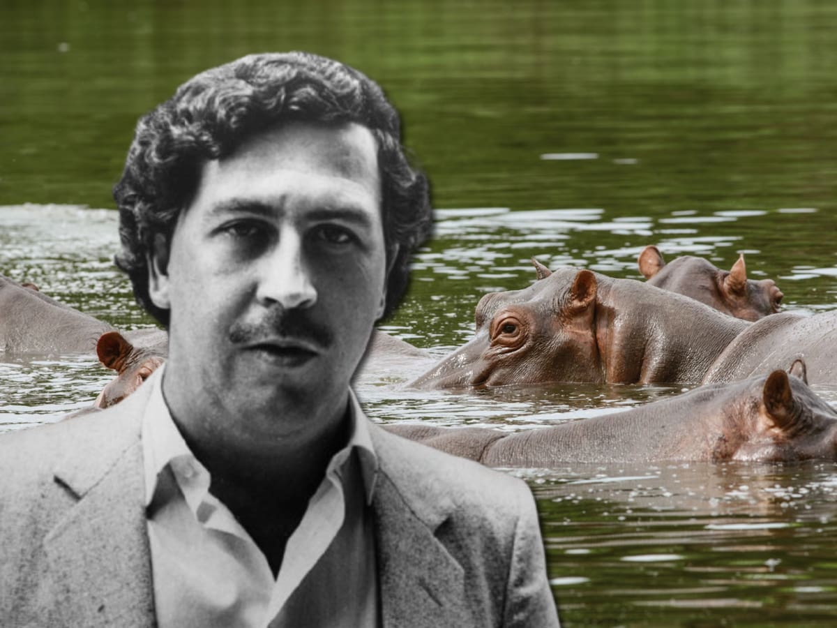 La historia no contada de los hipopótamos de Pablo Escobar