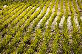solo se ha logrado sembrar cerca de 12.000 hectáreas de arroz.