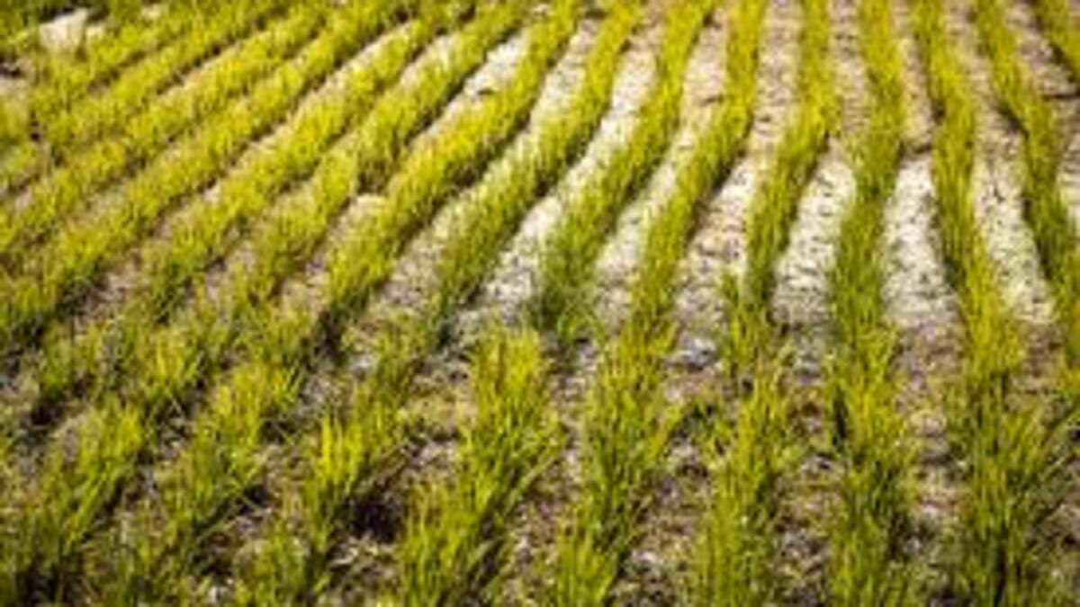 Arroceros del Huila no cultivaran más el cereal hasta que vuelvan las lluvias