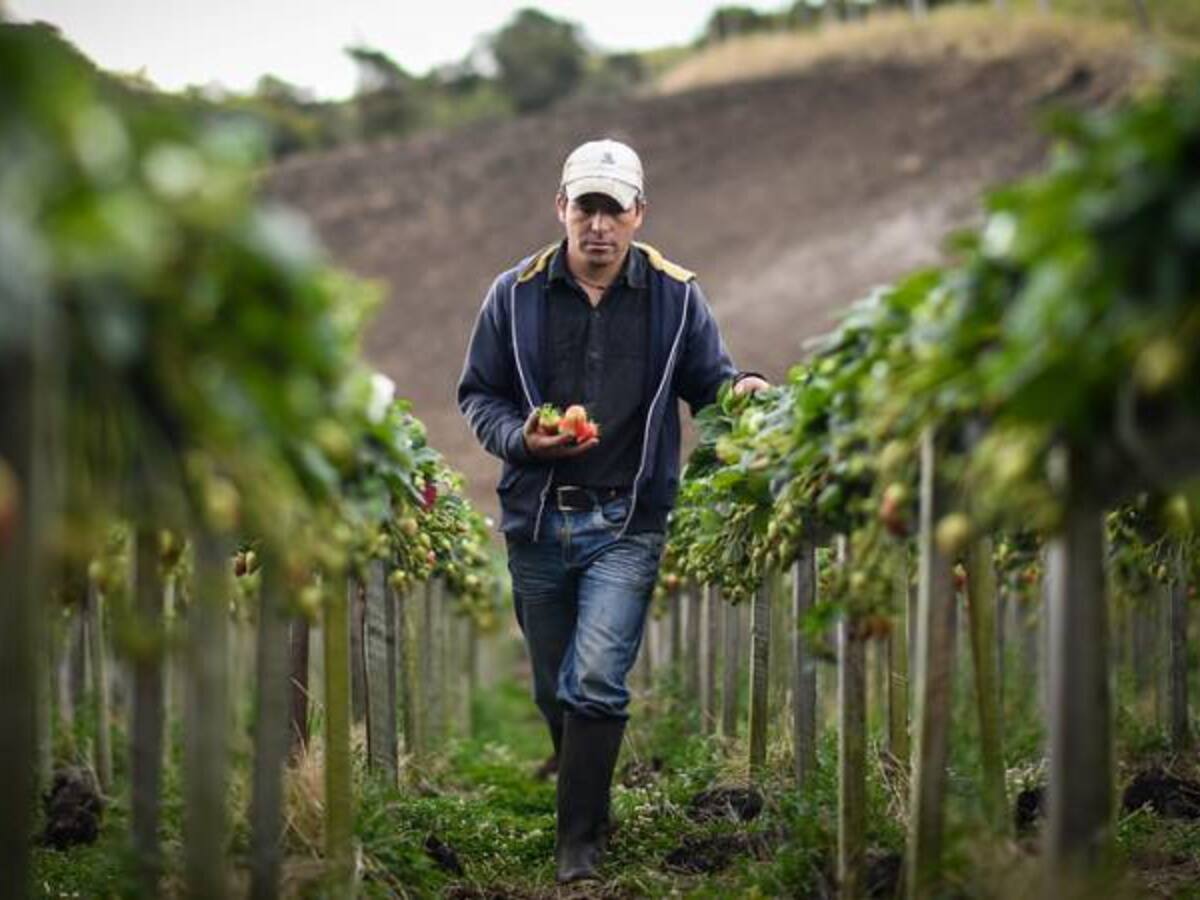 Conozca las áreas Zidres, el plan para fomentar la producción campesina