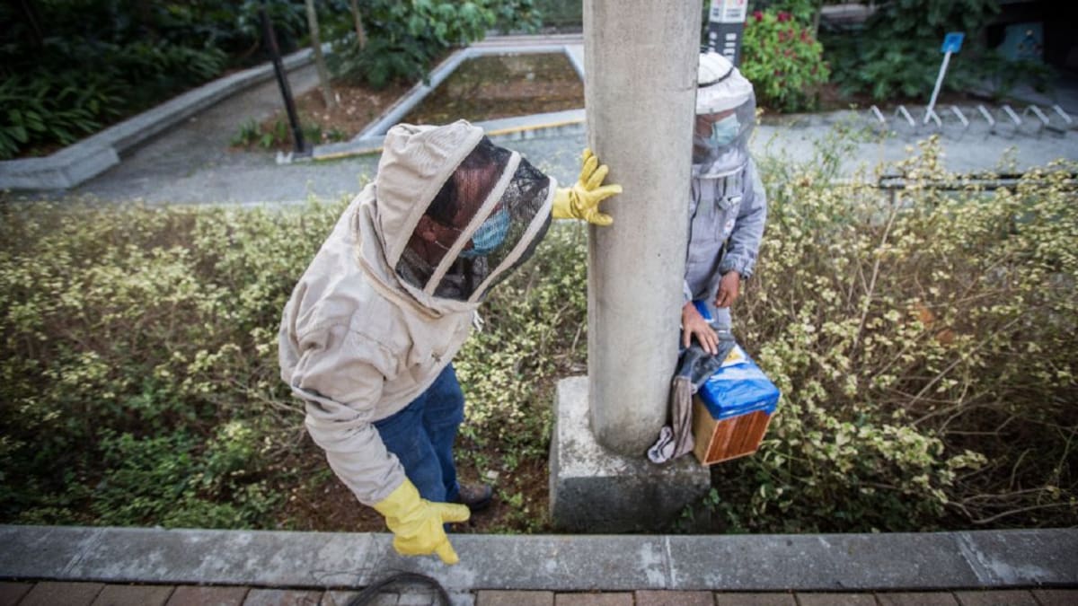 Ataque de abejas africanizadas dejó un adulto mayor muerto en Turbo