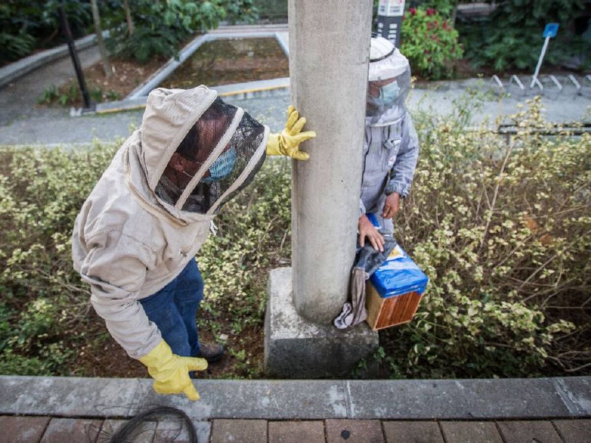 Ataque de abejas africanizadas dejó un adulto mayor muerto en Turbo