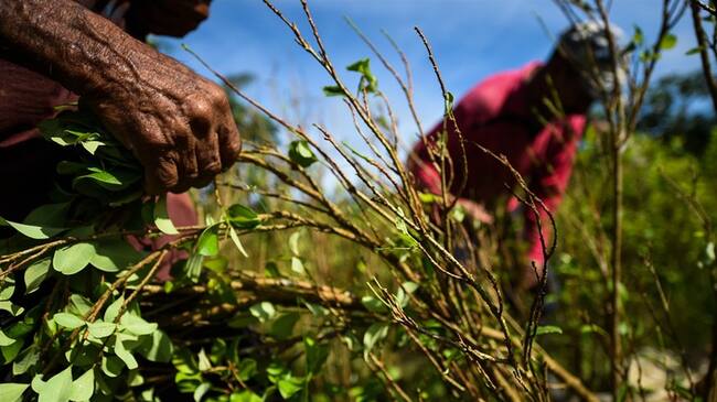 Indepaz también afirma que faltan recursos y que no hay coordinación entre entidades del estado, por lo que las familias muy seguramente volverán a la resiembra de coca. Foto: Getty Images