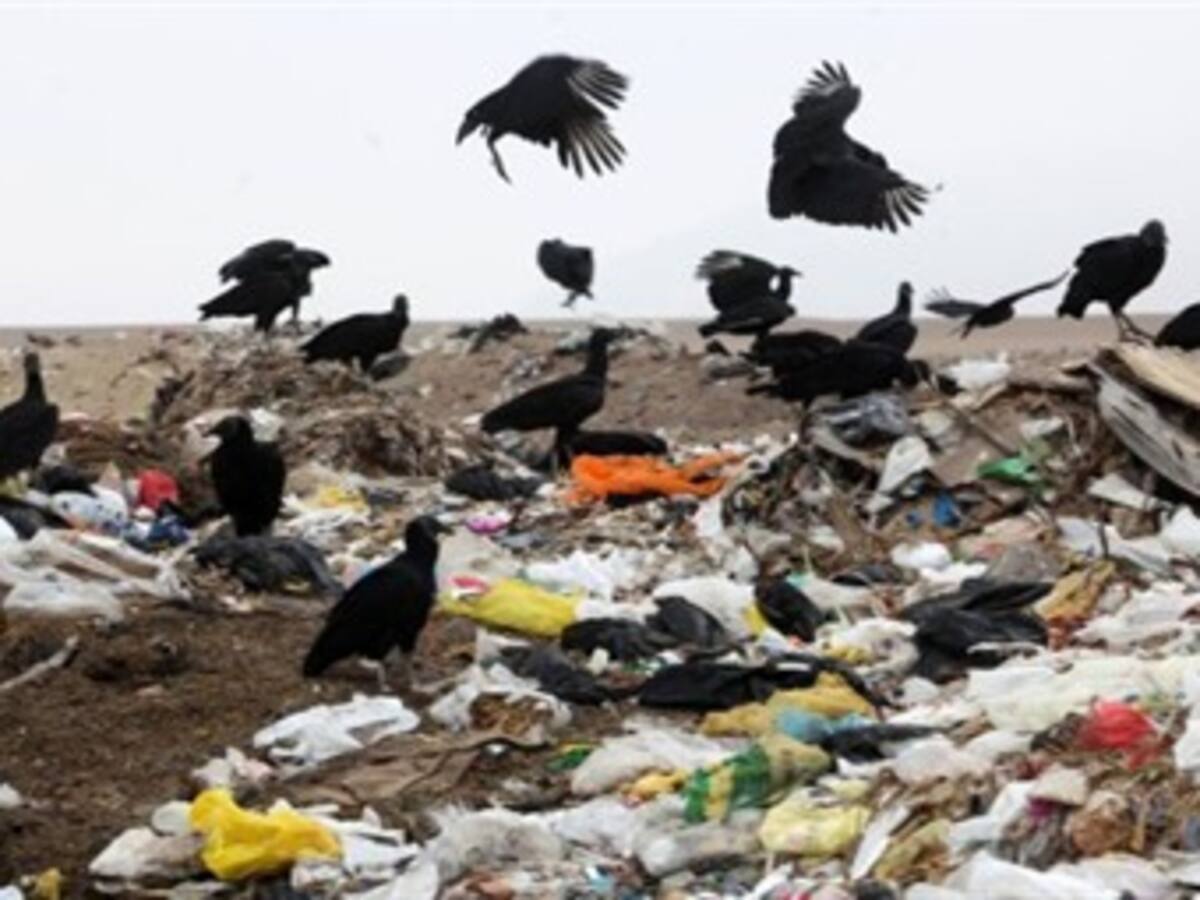 Gallinazos acechan los aviones que llegan a Bucaramanga