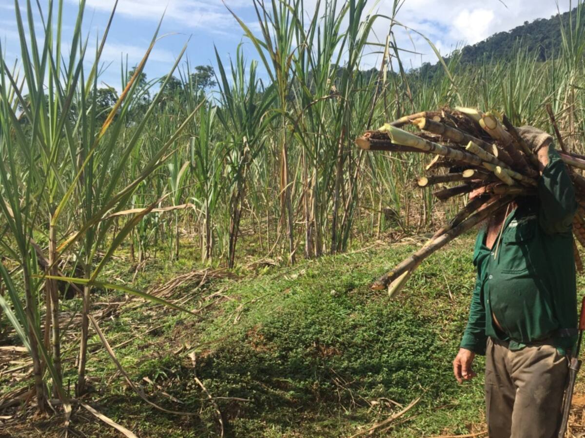 Campesinos en crisis piden condonación de sus deudas