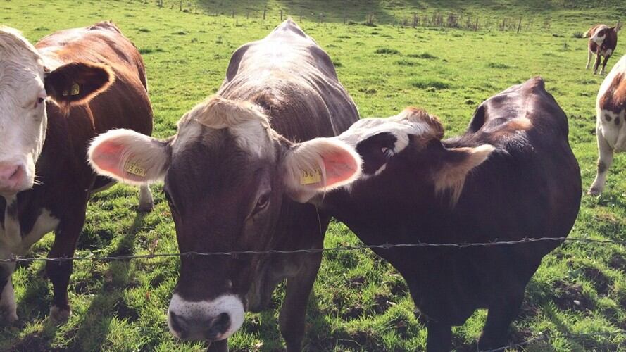 Egipto y Jordania le cierran las puertas al ganado santandereano por fiebre aftosa. Foto: Getty Images