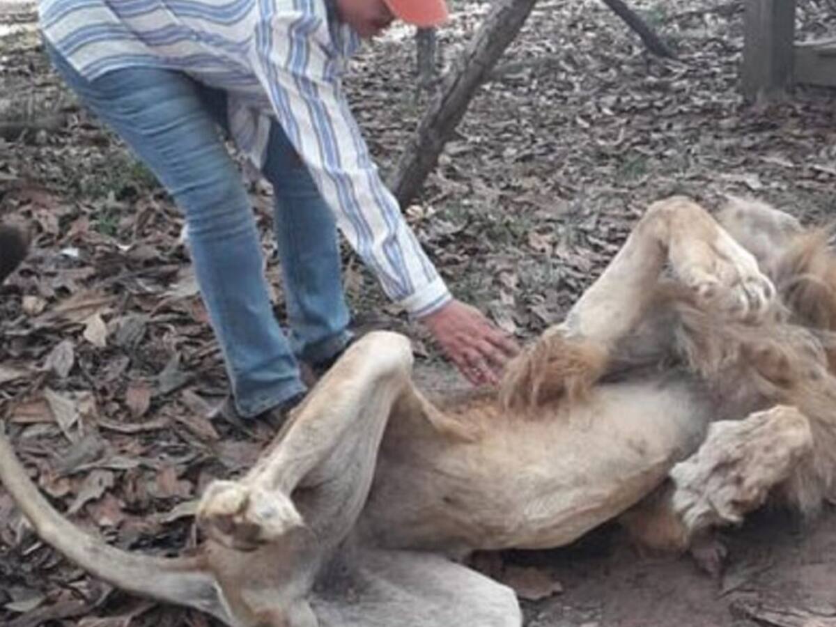 Murió el León Júpiter, que se encontraba luchando por su vida en Cali