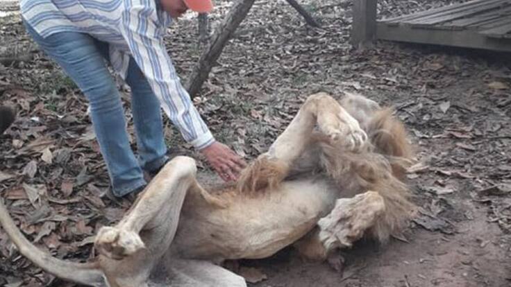 Murió el León Júpiter, que se encontraba luchando por su vida en Cali