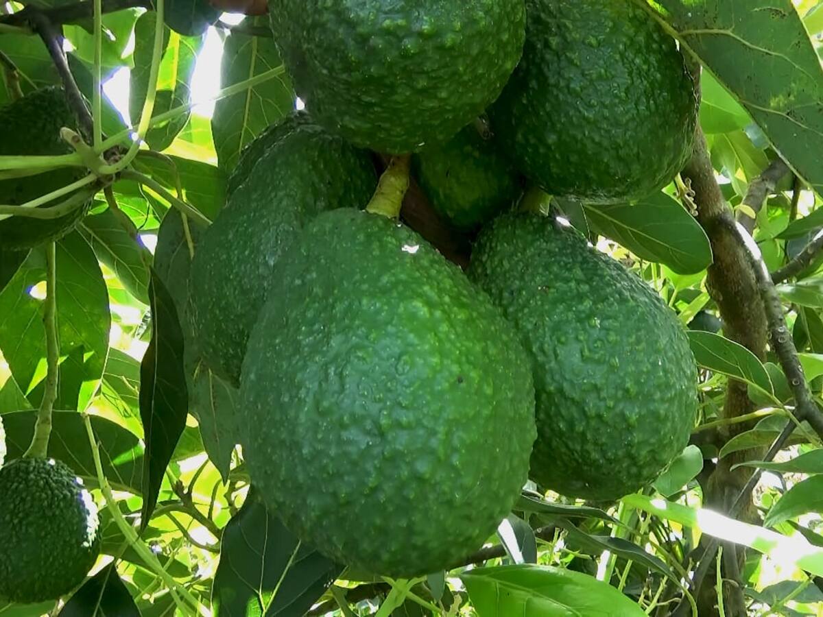 El aguacate Hass en el Huila una nueva alternativa de negocio para pequeños productores