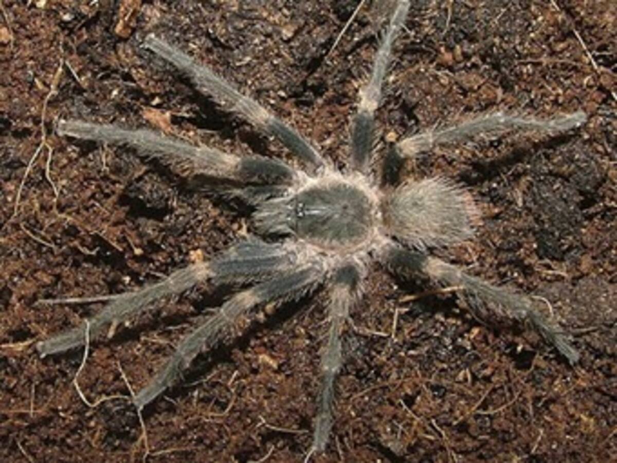 Panamá pone el apellido de Rubén Blades a una nueva especie de araña