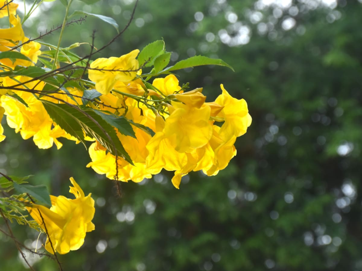 Este es el famoso ‘árbol amarillo’ de Colombia que florece hasta por 3 semanas: ¿Dónde encontrarlo?