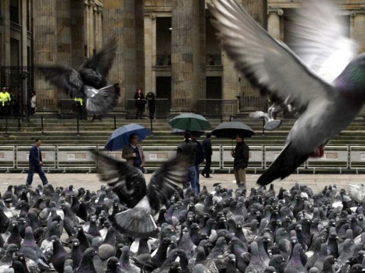 Vendedores de maíz no seguirán en la Plaza de Bolívar