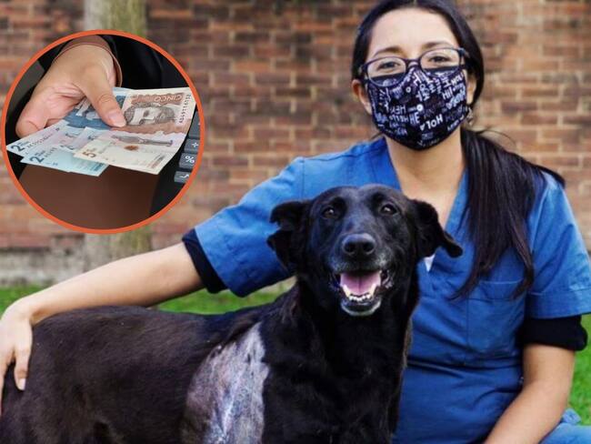 Trabajadores del Instituto de Protección Animal no reciben salario hace tres meses