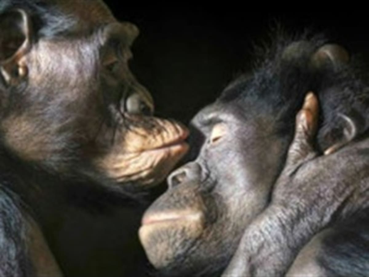"La moral humana viene de los simios"