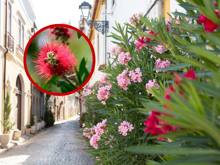 Imagen de referencia: Crimson cylinder cleaner / Getty Images