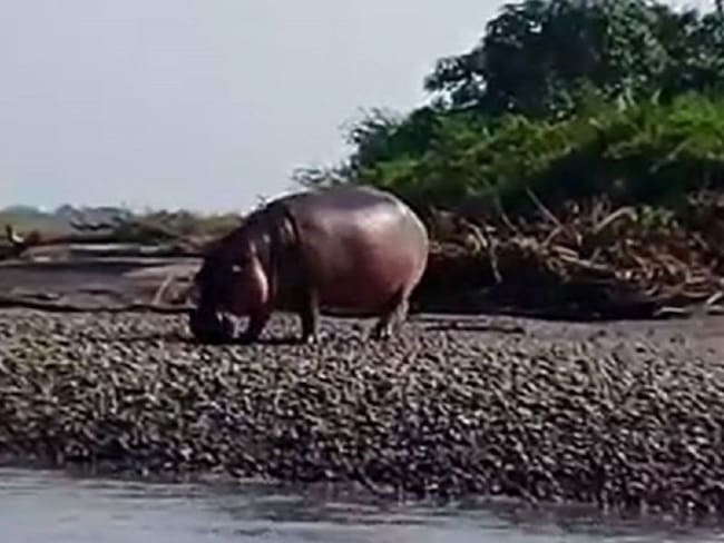 Un hipopótamo atacó a un campesino en Puerto Triunfo