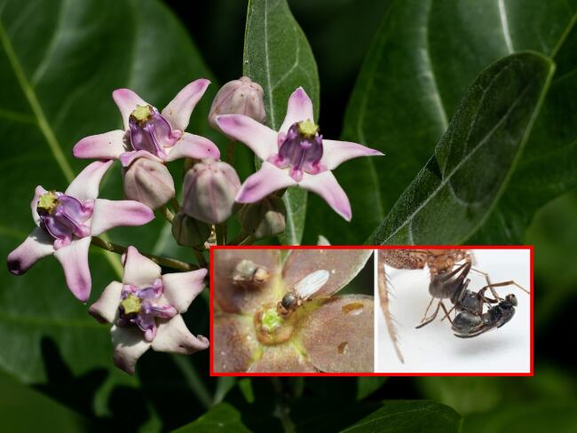 Vincetoxicum nakaianum (Getty Images).