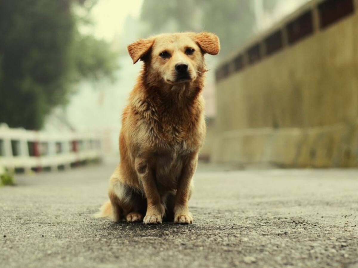 Ministerio de Ambiente anunció ayudas para animales de calle por covid-19