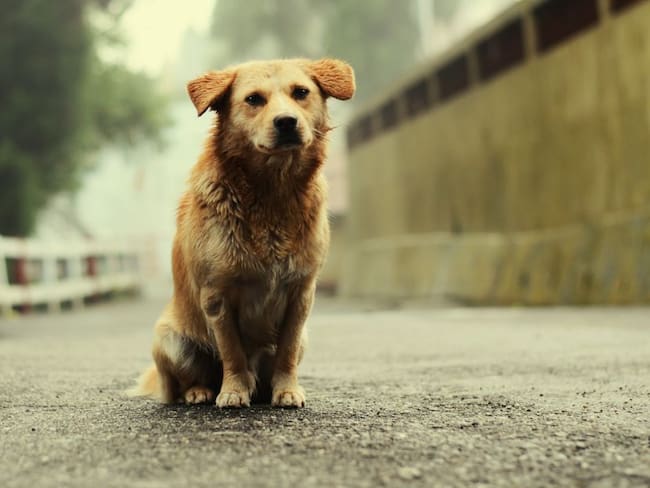 Ministerio de Ambiente anunció ayudas para animales de calle por covid-19
