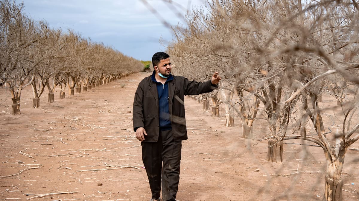 Marruecos: sequía deja en riesgo suministro alimentario del oeste del país