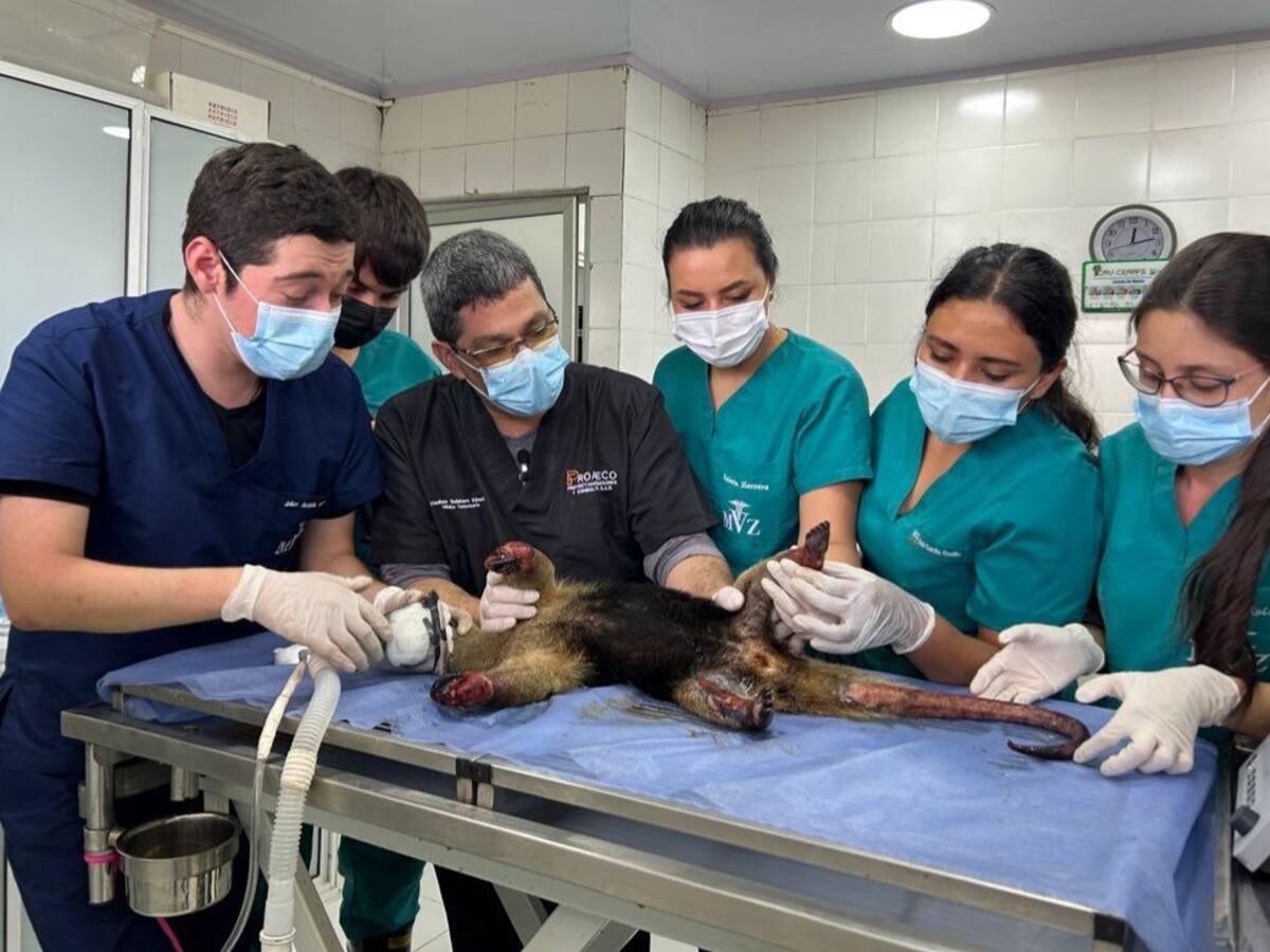 Rescate bajo fuego: osa hormiguera salvada en Girón recibe atención especializada