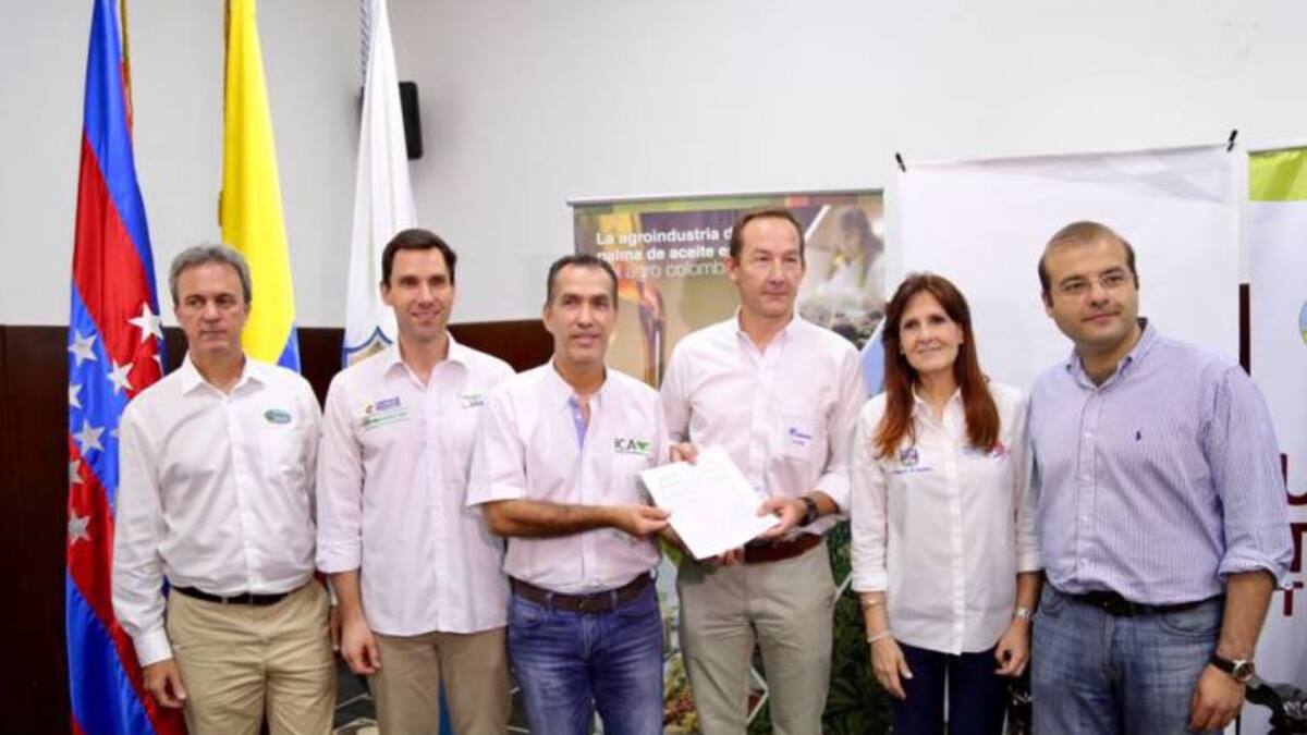 2 mil hectáreas de palma enfermas con pudrición de cogollo en Magdalena