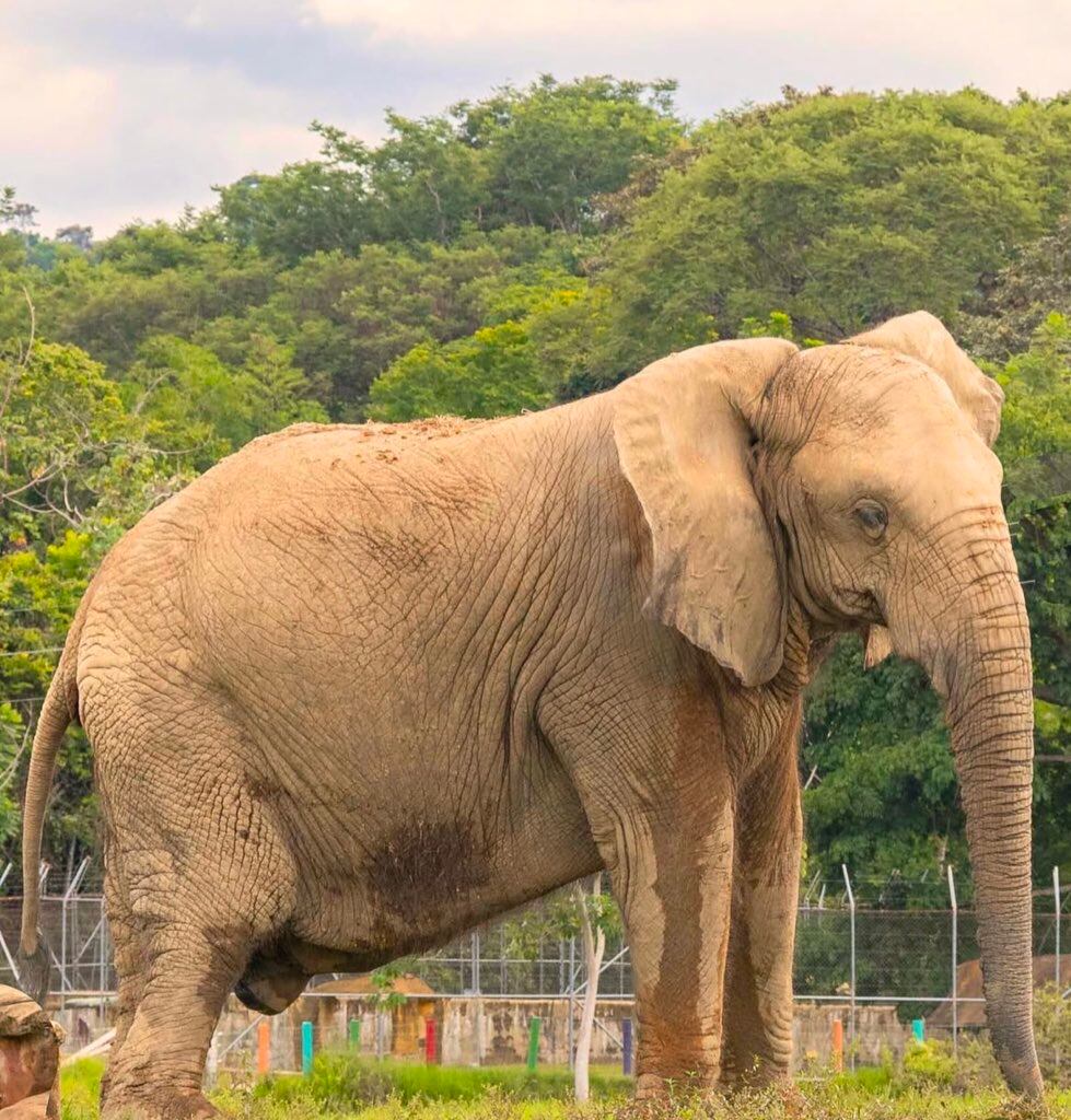 Falleció Rania, la elefanta de la Hacienda Nápoles. Foto: Cortesía.