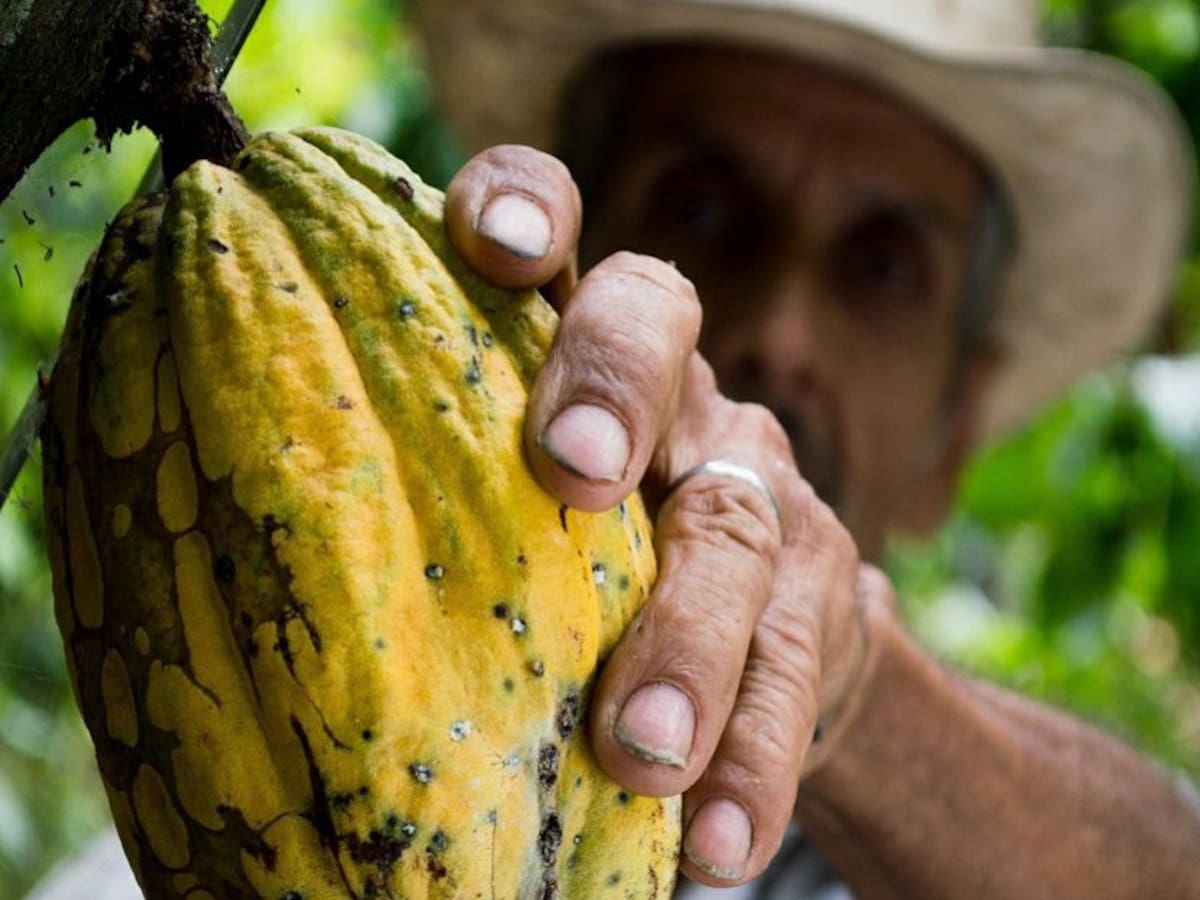 Más de $14 mil millones para proyecto cacaotero en el sur de Córdoba