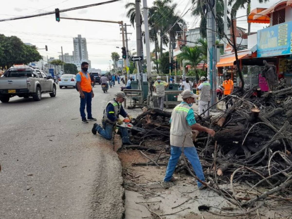 Por su mal estado, talan árbol de caucho en barrio San Pedro de Cartagena
