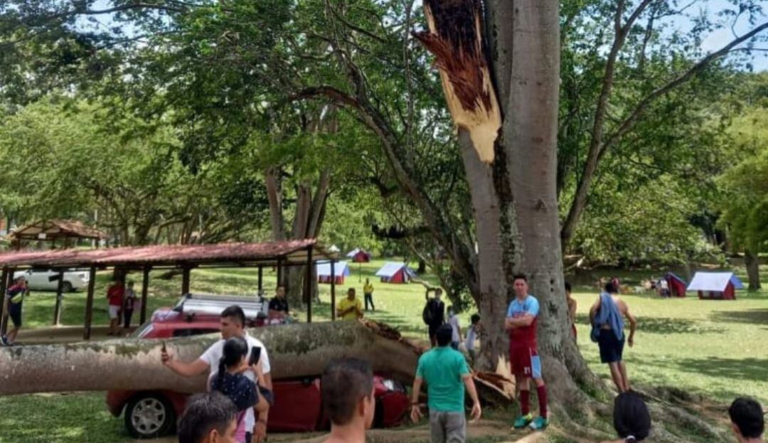La rama de un árbol pudo causar tragedia en Cajasan