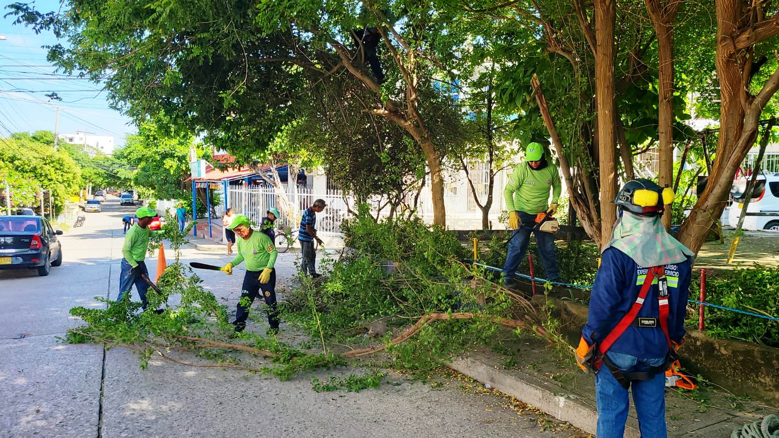 EPA Cartagena se toma El Socorro para erradicar plantas parásitas