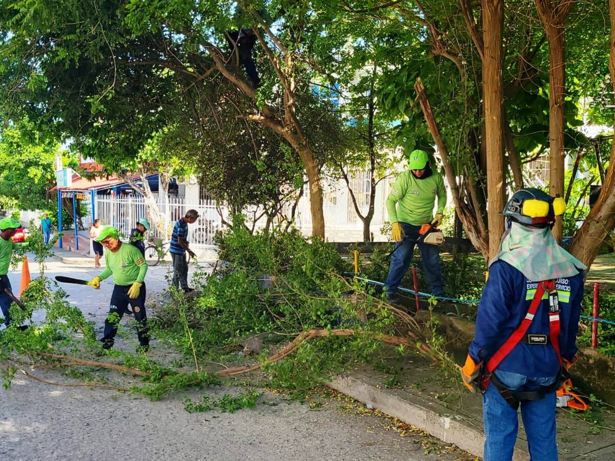 EPA Cartagena se toma El Socorro para erradicar plantas parásitas