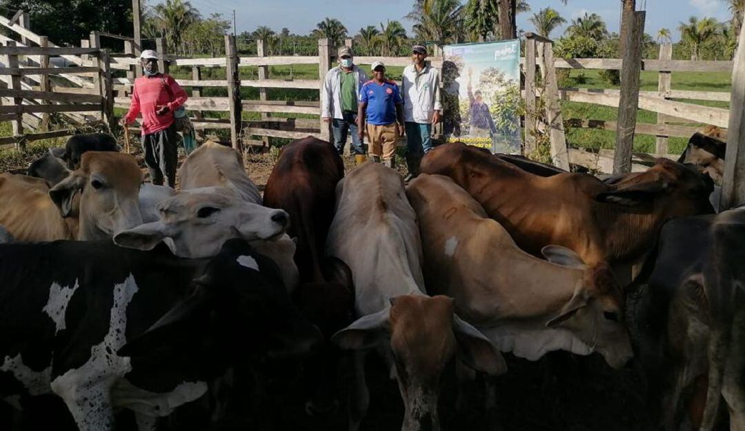 El ganado tiene un alto valor genético.