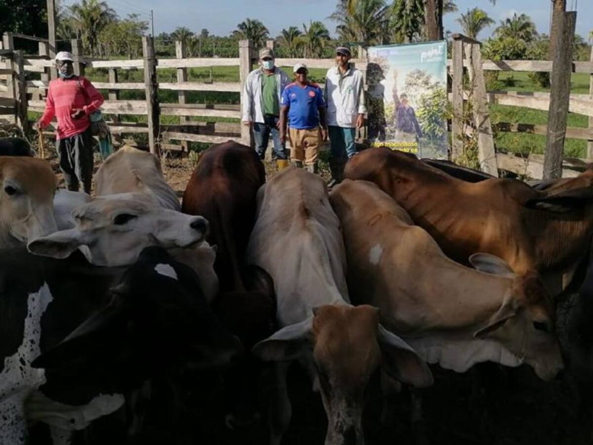 Familias en Arauca sustituyeron coca por ganado