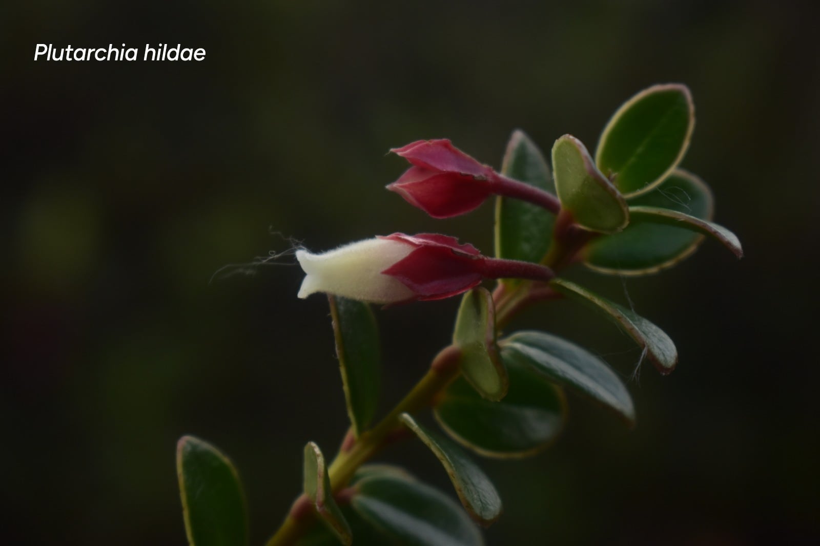 En homenaje a la botánica Hilda del Carmen Dueñas Gómez, docente . Foto CAM.