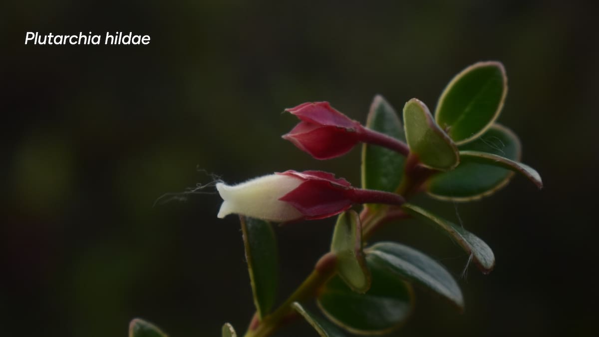 Huila suma nueva especie de flora silvestre descubierta tras dos años de investigación científica