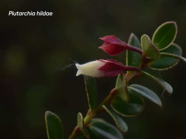 En homenaje a la botánica Hilda del Carmen Dueñas Gómez, docente . Foto CAM.