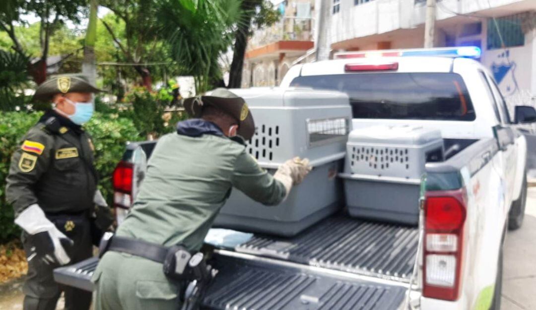 Los canes se encontraban encerrados en una vivienda en el suroccidente de la ciudad