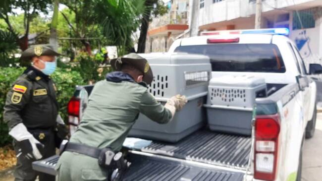 Los canes se encontraban encerrados en una vivienda en el suroccidente de la ciudad