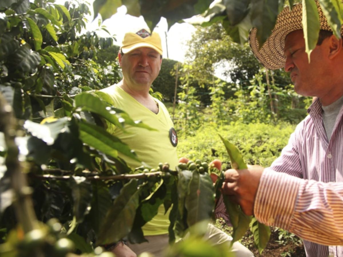 Invierno afectó la producción de café en el último trimestre del año