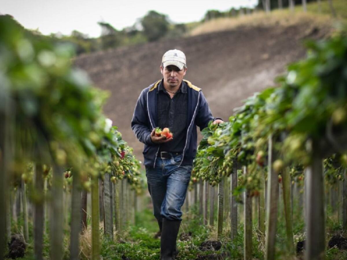 Gobernación apoyará a agricultores tras aumento de las materias primas