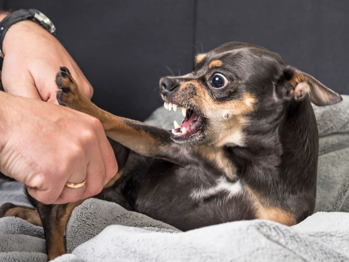 ¿Sabía que si su perro es ‘bravo’ es porque es inteligente? Esto dice estudio científico