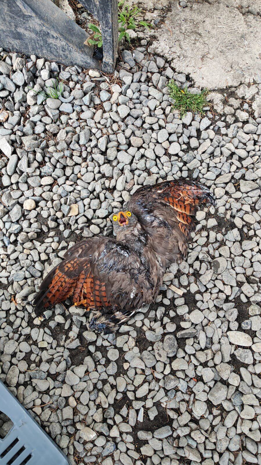 33 animales heridos en consecuencia de la pólvora en el fin de año. Cortesía: Cornare