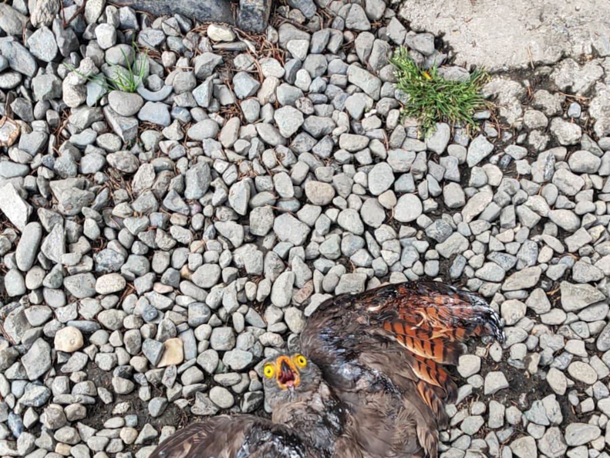 Cornare reportó a 33 animales heridos en consecuencia de la pólvora en el fin de año