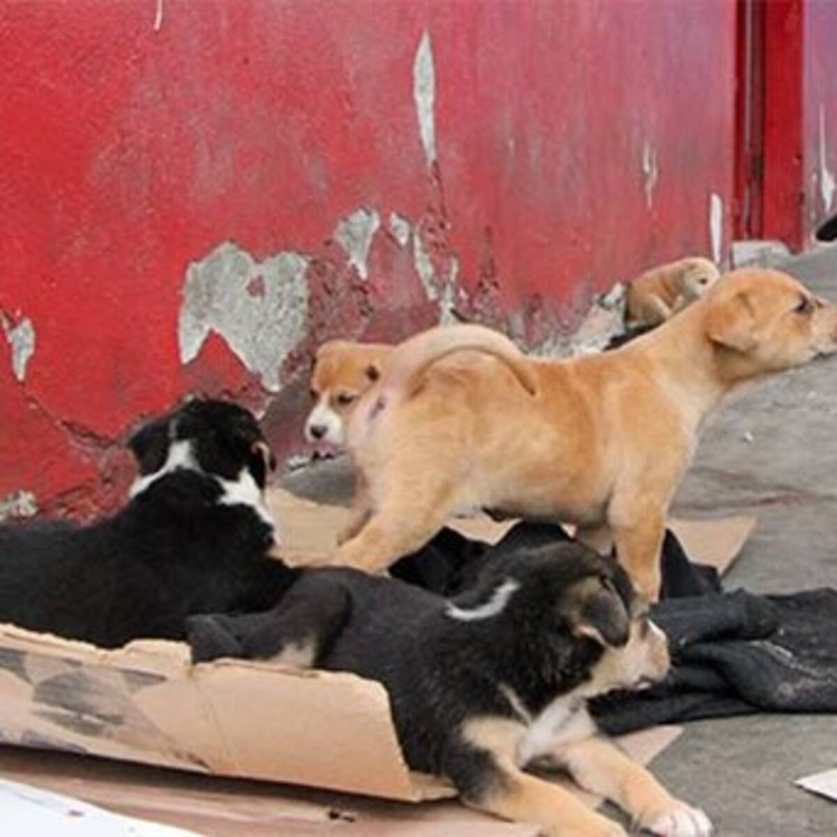 En el Huila piden incluir dentro de los Planes de Desarrollo la tenencia animal