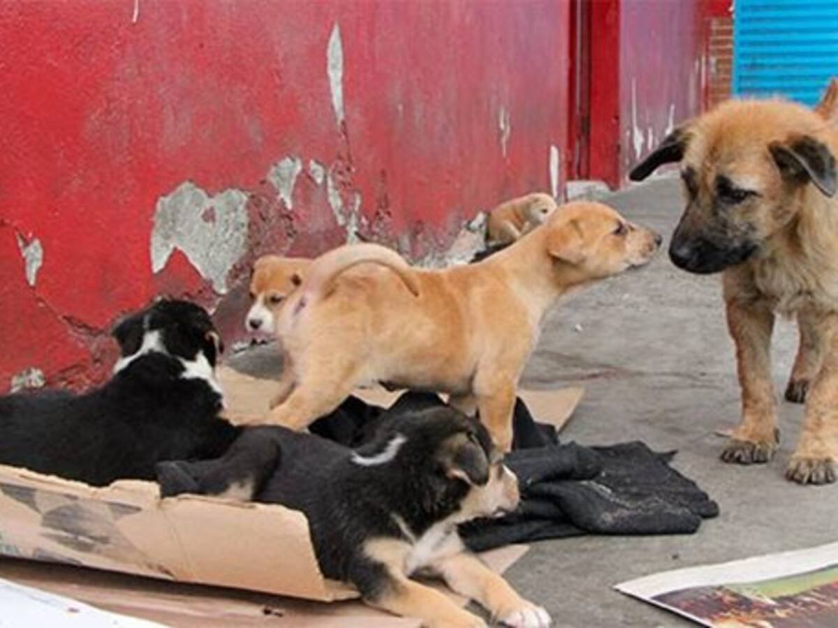 En el Huila piden incluir dentro de los Planes de Desarrollo la tenencia animal
