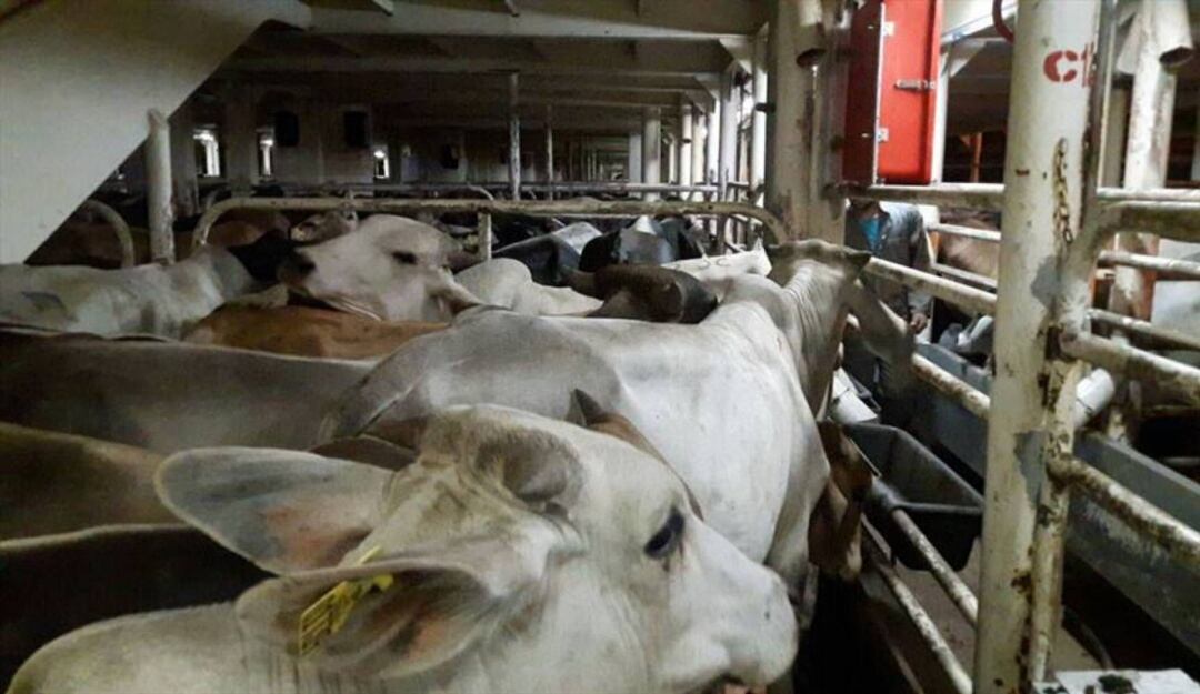 Ganaderos piden reactivación de ferias